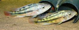 Paralabidochromis Chilotes Zue Island victoreameer